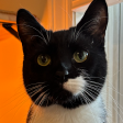 jacklenzotti avatar