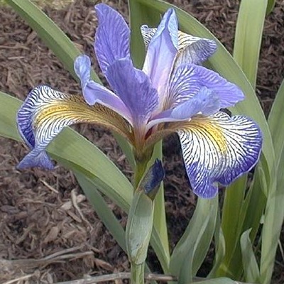 iris_virginica.jpg