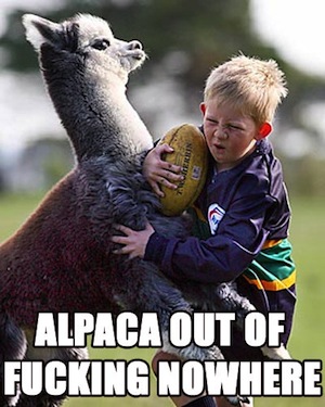 alpaca.jpeg