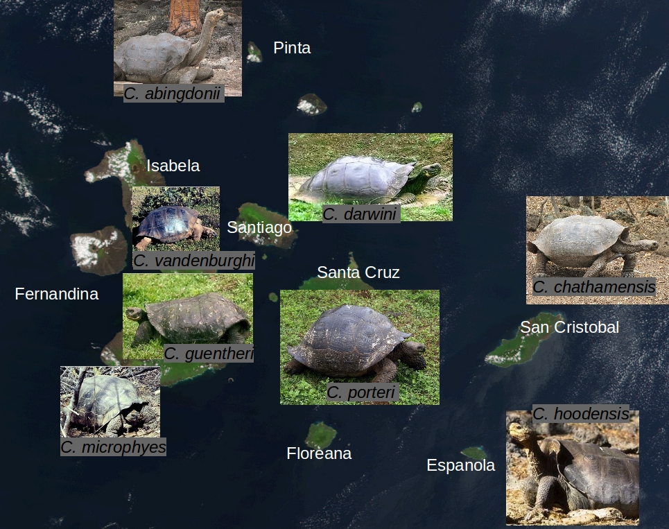 Tortoise Diversity