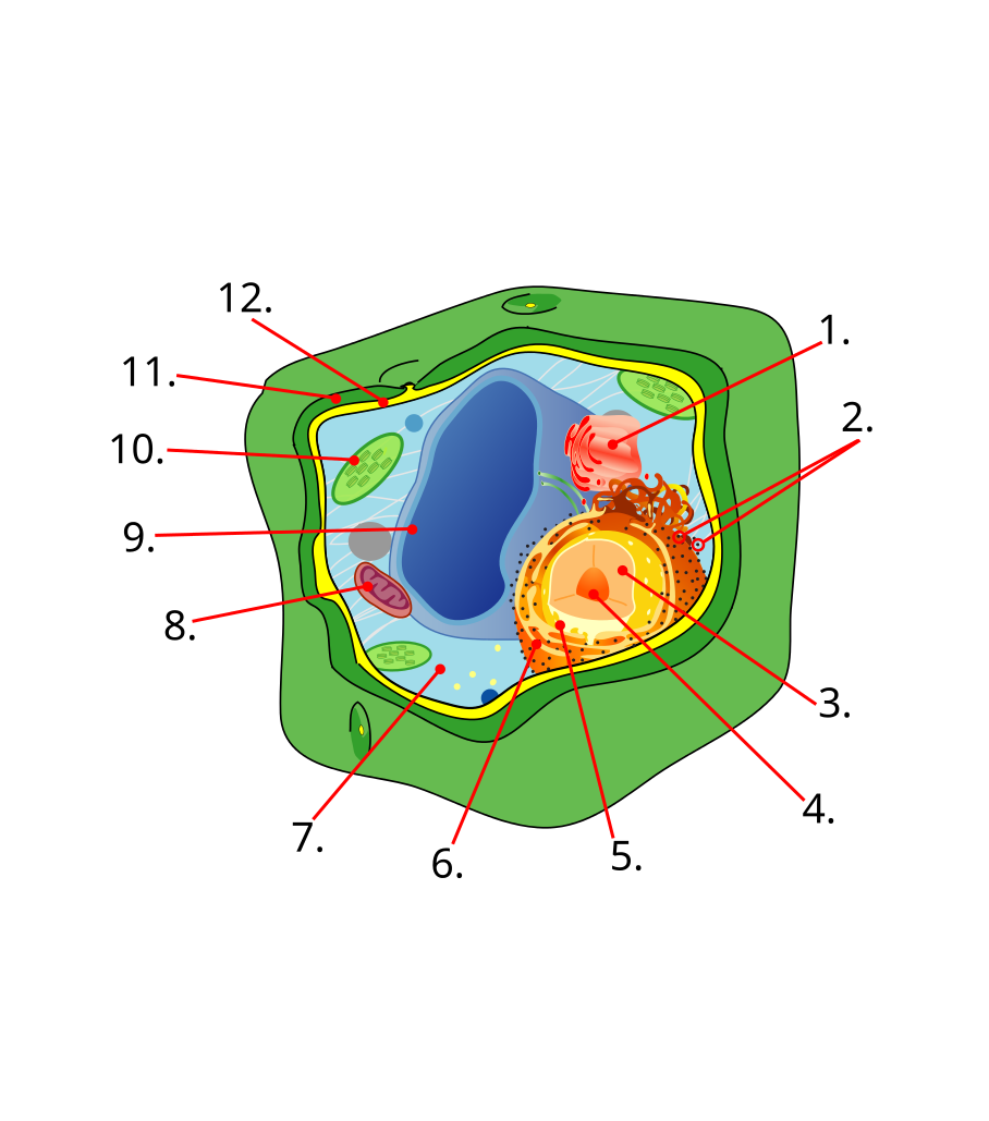 Plant Cell Labeling