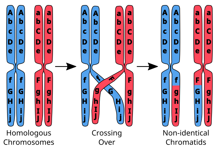 Chromosomal Crossing Over