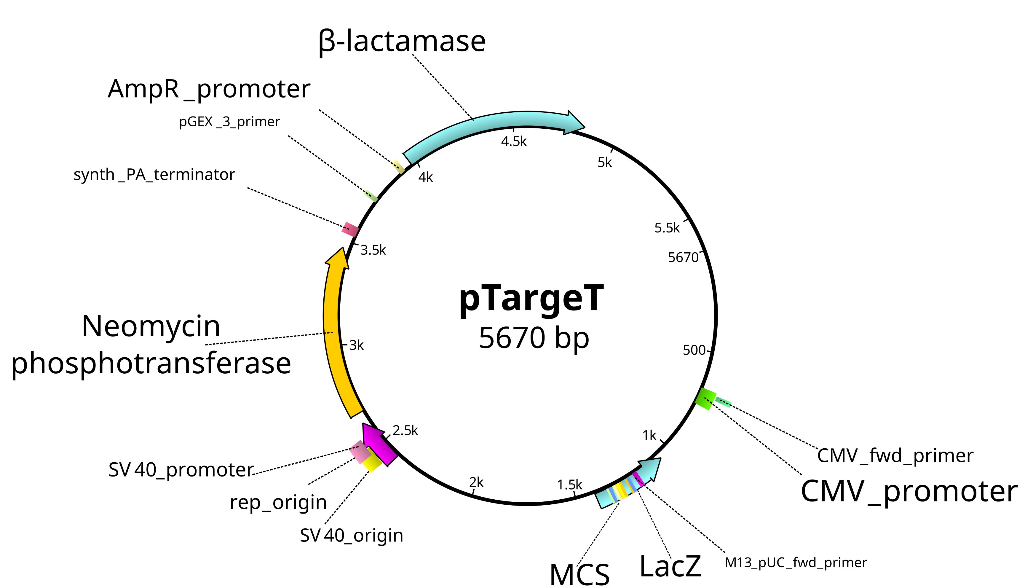 pTarget mammalian expression vector