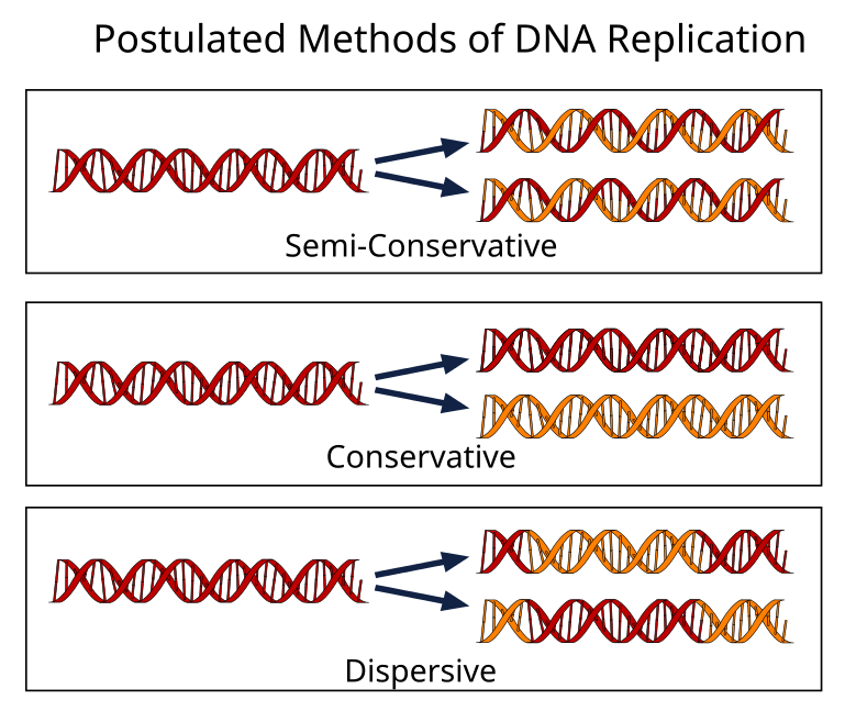 postulate replication