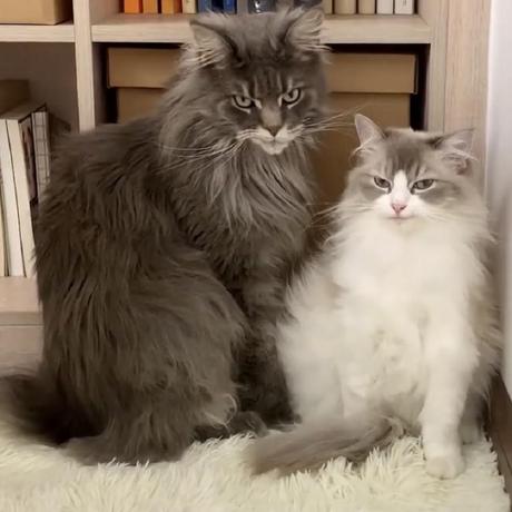 Neo4j Knowledge Graph GitHub avatar