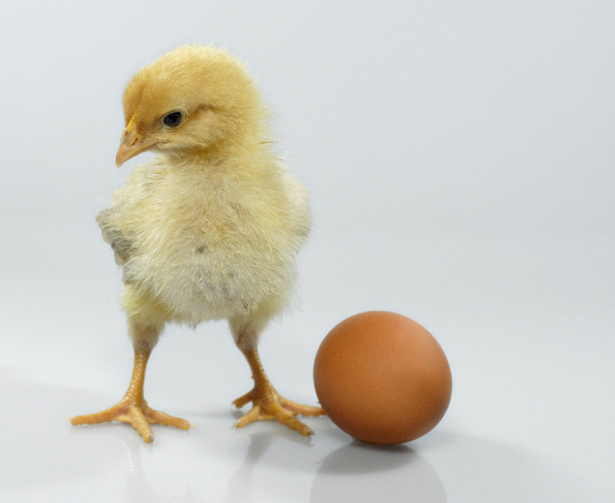 chicken-egg.jpg