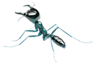 Anti-Framework Ant Image