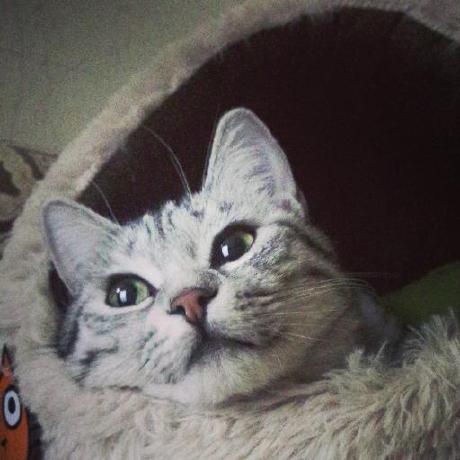 LottieFiles GitHub avatar