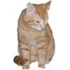 cat.png