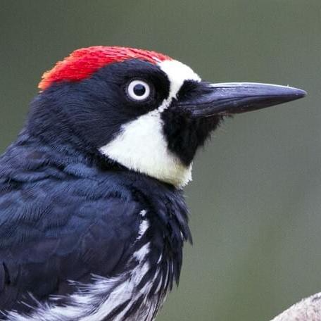 woodpeckerIcon.png