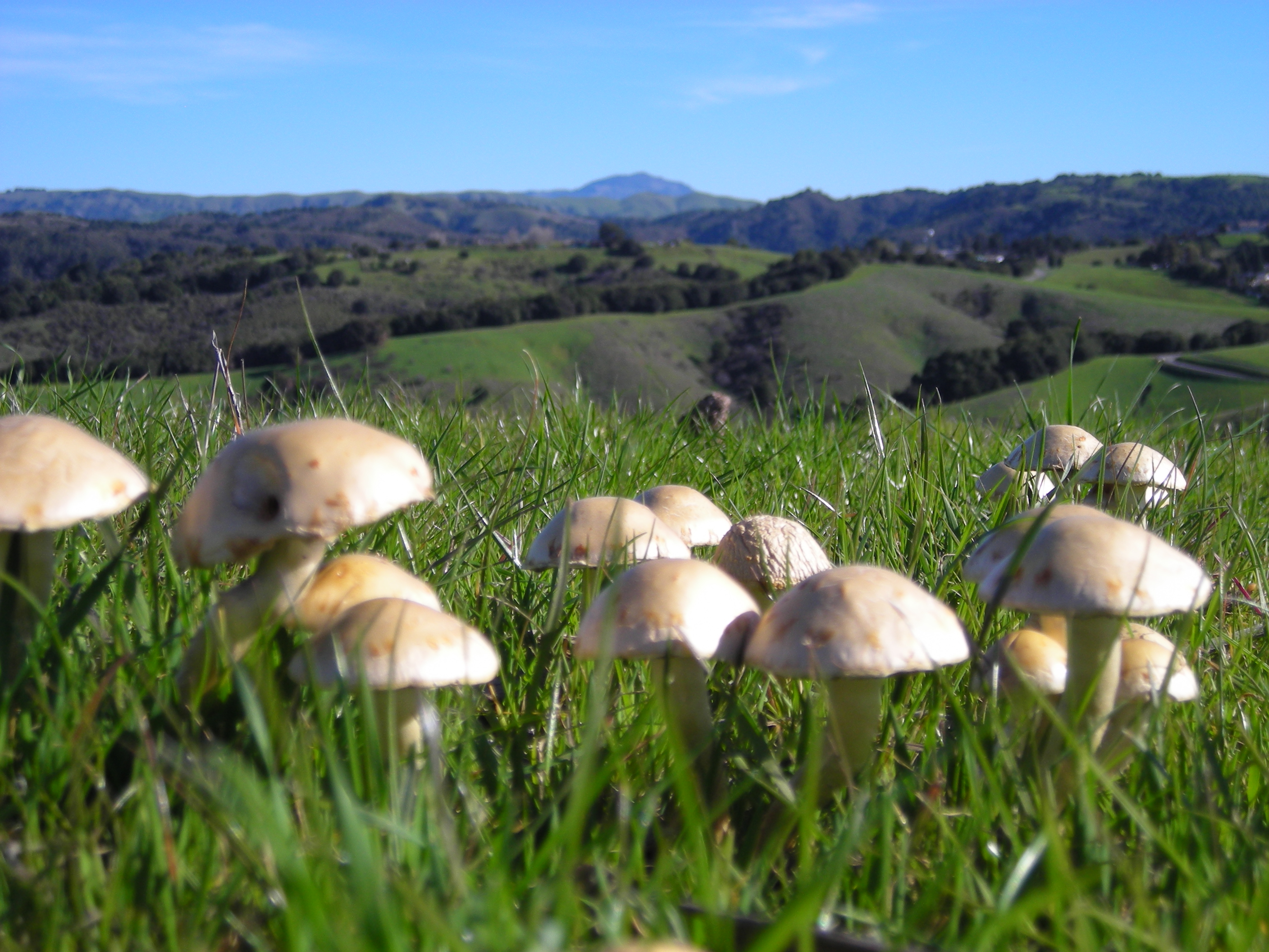 mushrooms_with_mount_diablo_in_background_on_a_hill_top_in_castro_valley_california_photographed_by_karbytes_between_the_years_2004_and_2008_and_retrieved_by_karbytes_on_24_december_2023.JPG