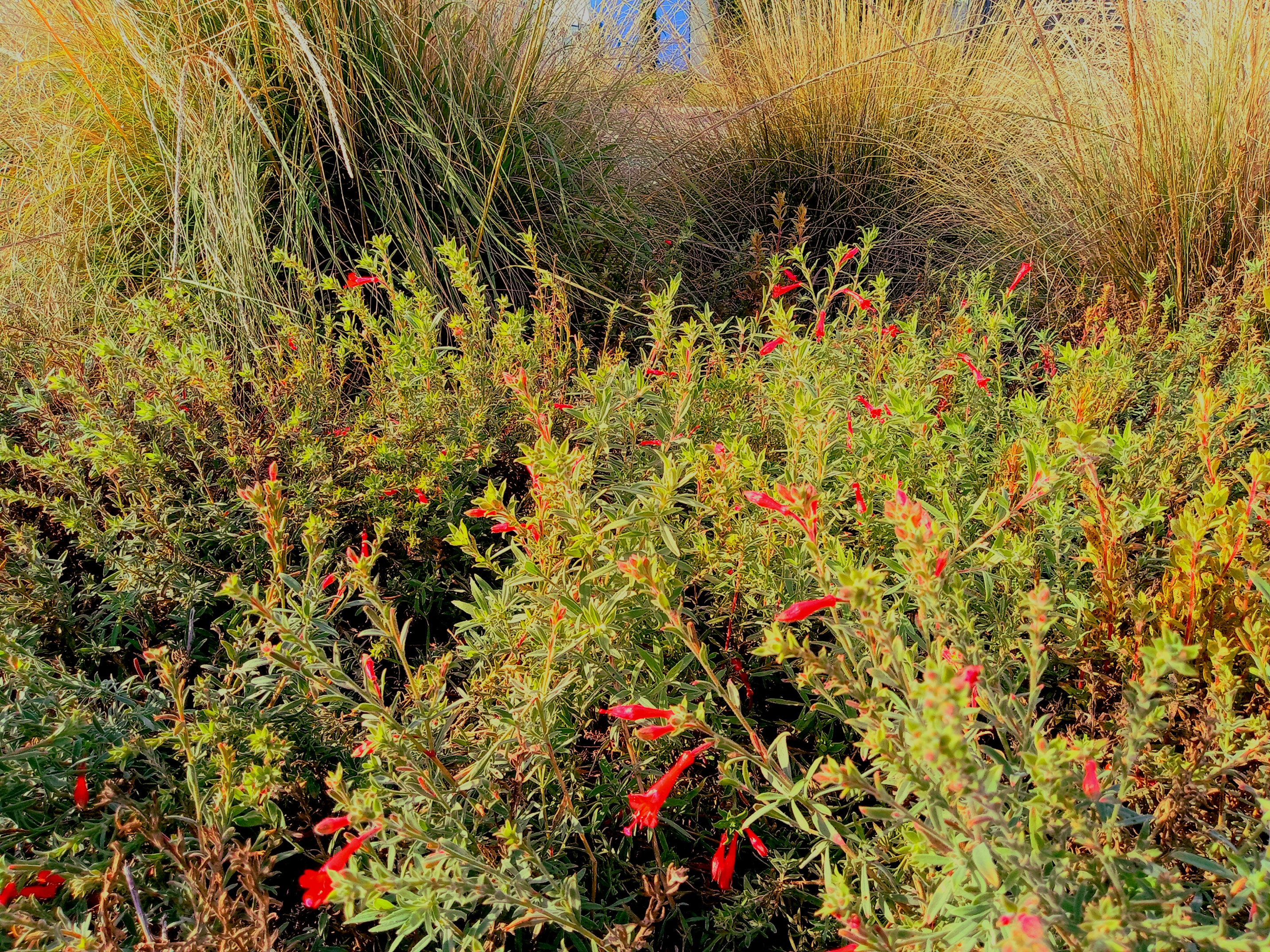 pacific_commons_red_flowers_fremont_ca_25dec2023.jpg