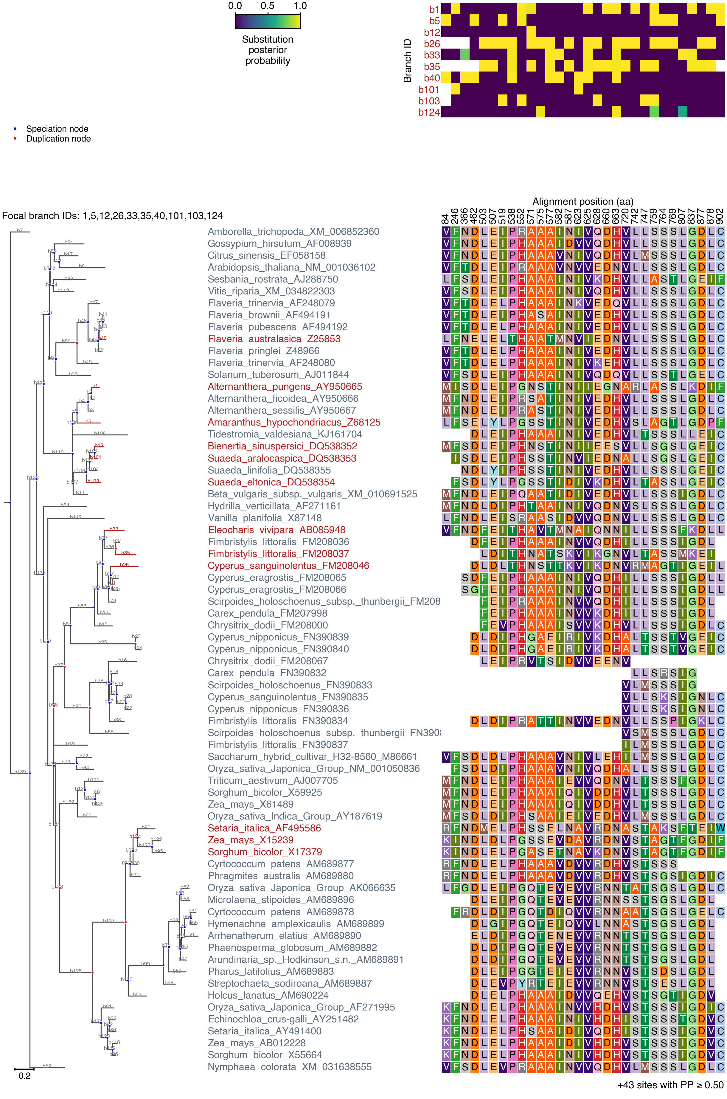 PEPC csubst scan tree + detected-site summary