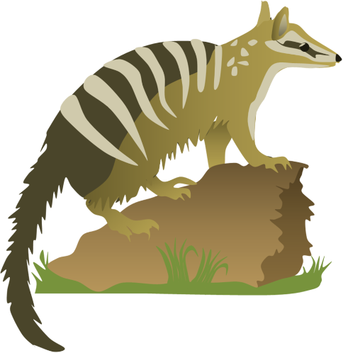 numbat.png