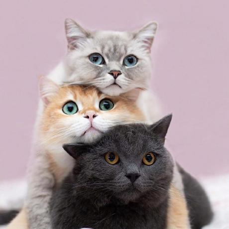 kiterlin