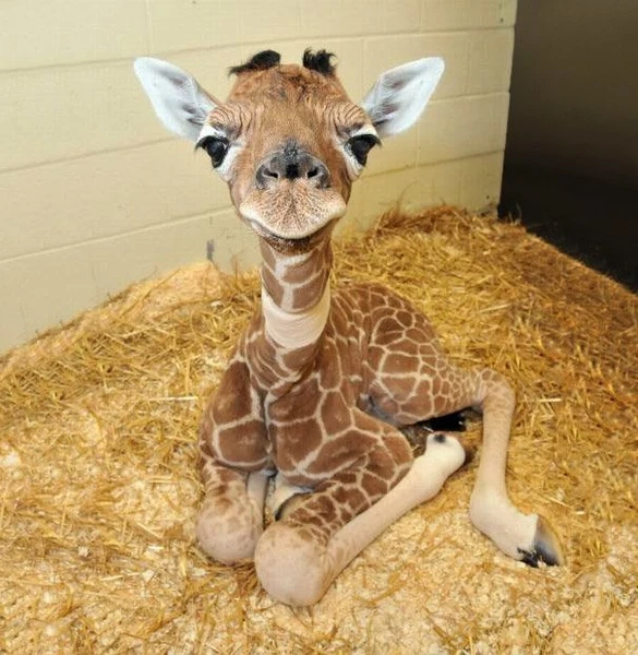 baby_giraffe.png