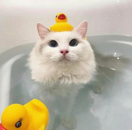 cat_with_ducks.jpg