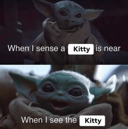 yoda-kitty.png