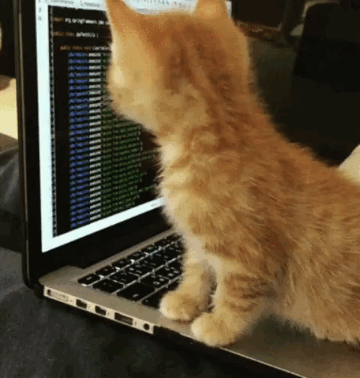typing-cat.gif