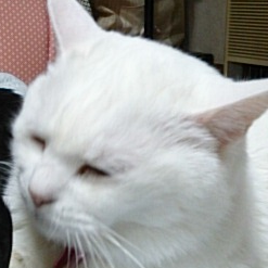 krororo
