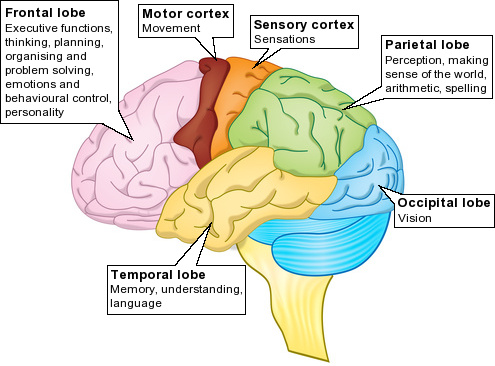 Brain lobes.jpg