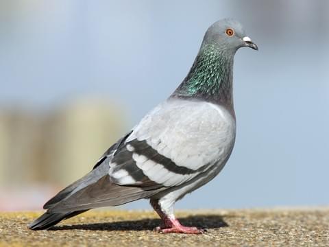 pigeon.jpg