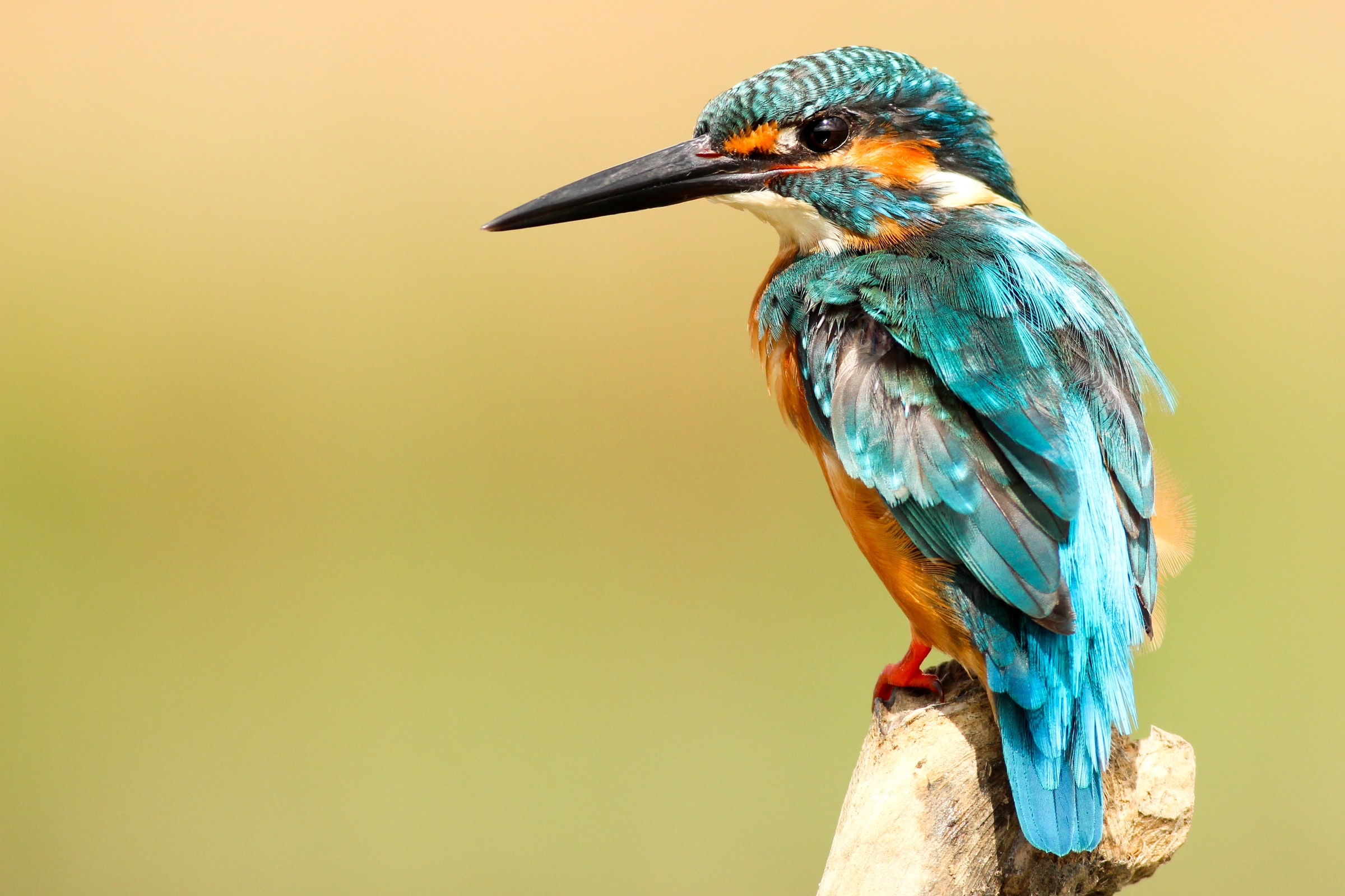 KingFisher.jpg