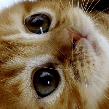 @getfoundry/unbrowse-openclaw logo