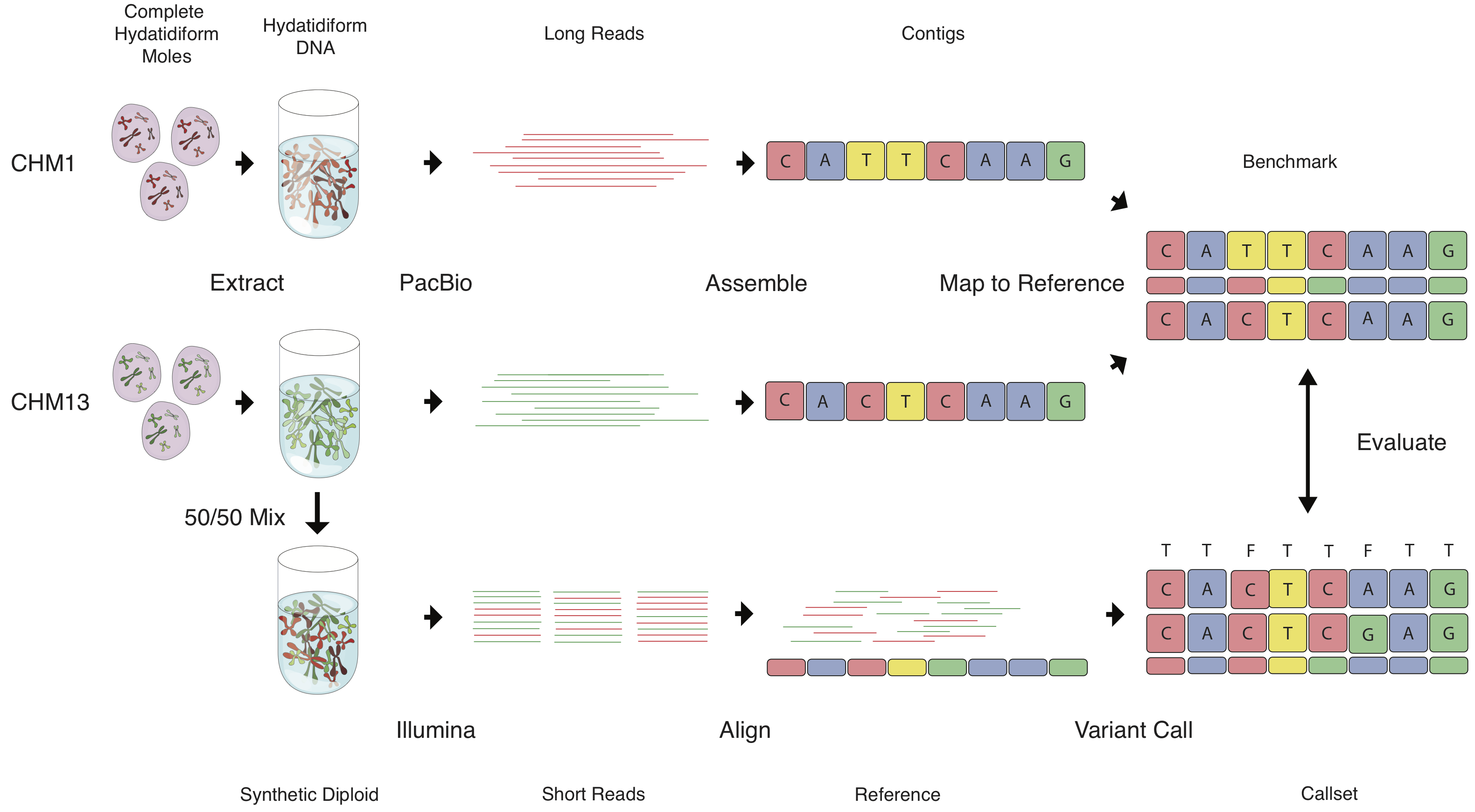 CHM-workflow.png