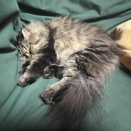 academic-paper-skills