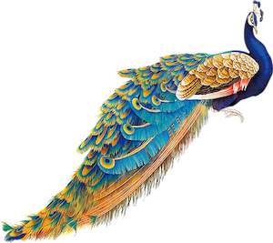 peacock.png