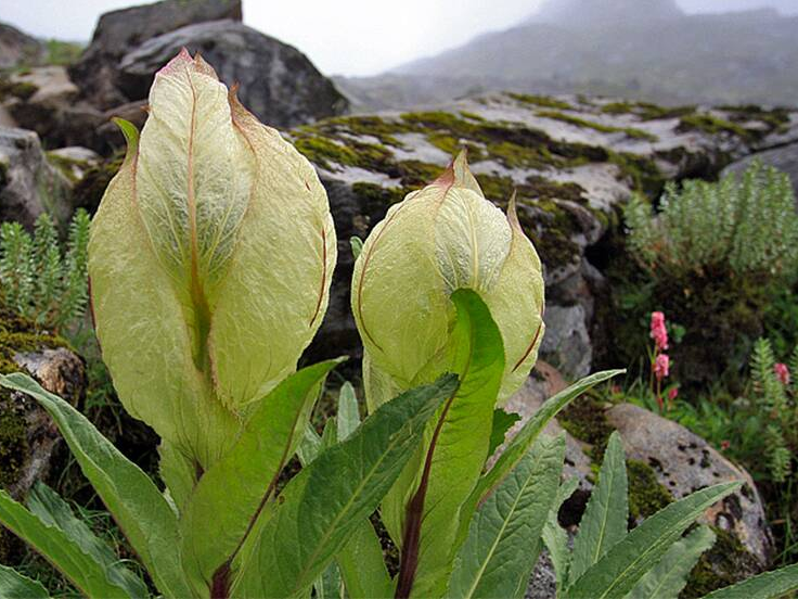 Brahma Kamal.png