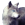wolfMini.png
