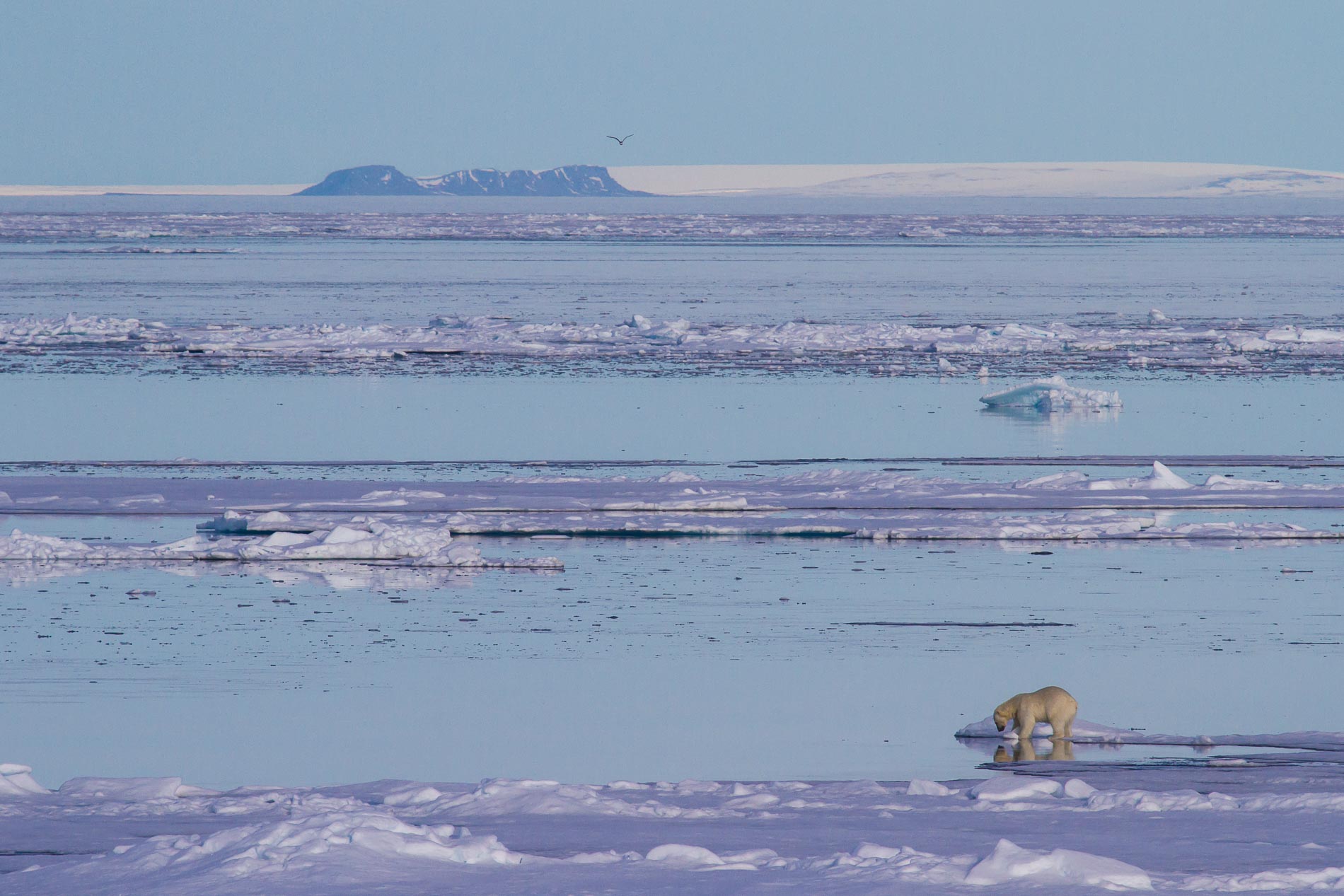 Photograph of a polar bear looking at its reflection