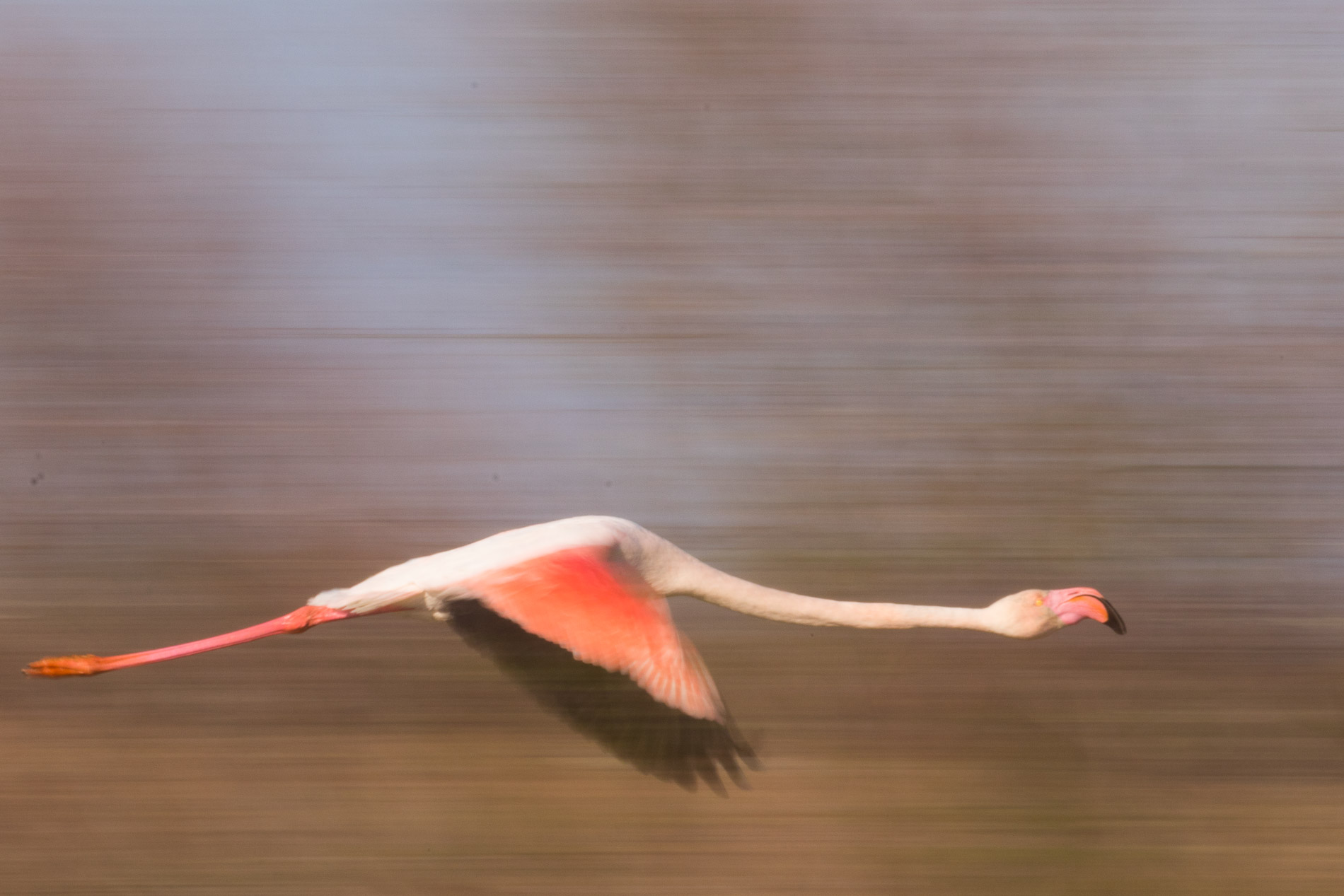 Photograph of a flamingo flying