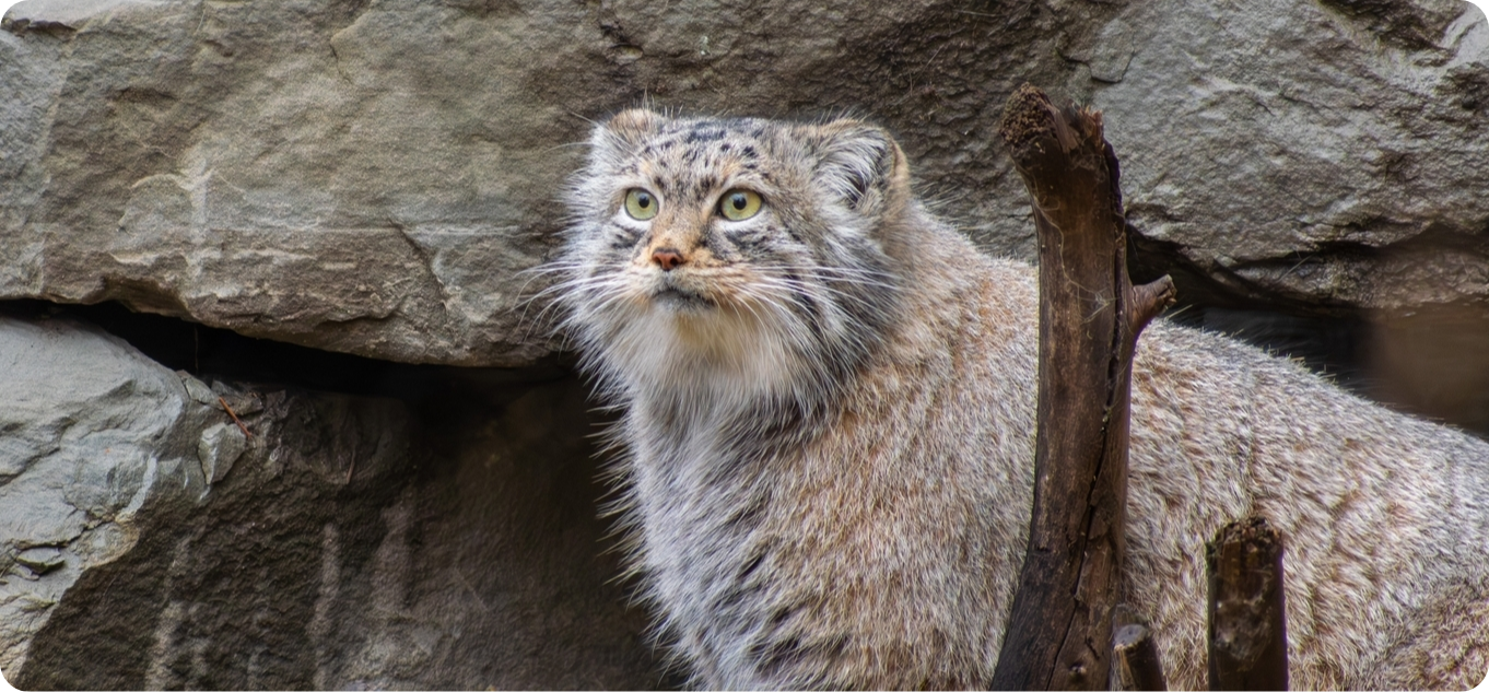 manul.png