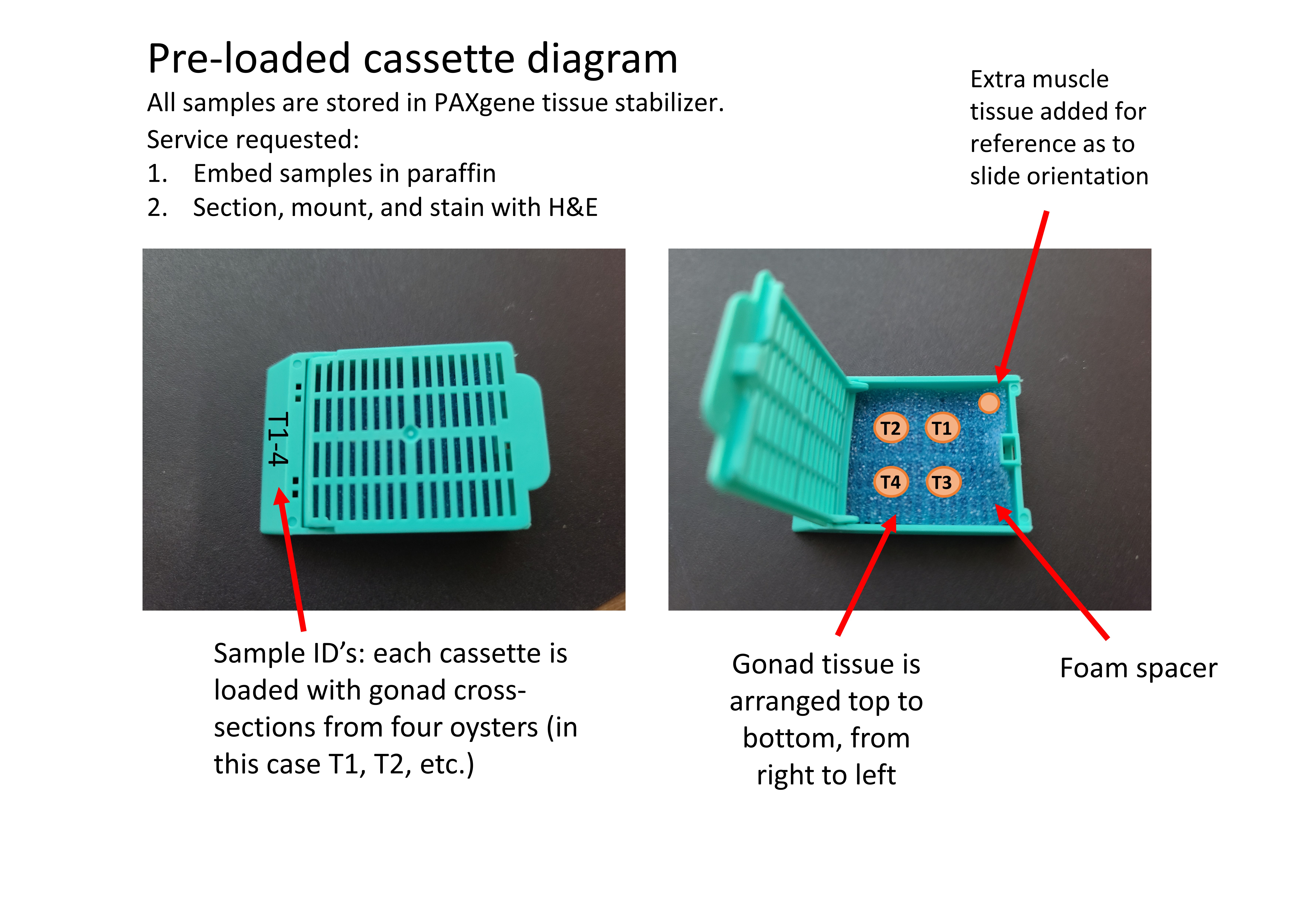 histology_cassette_diagram.jpg