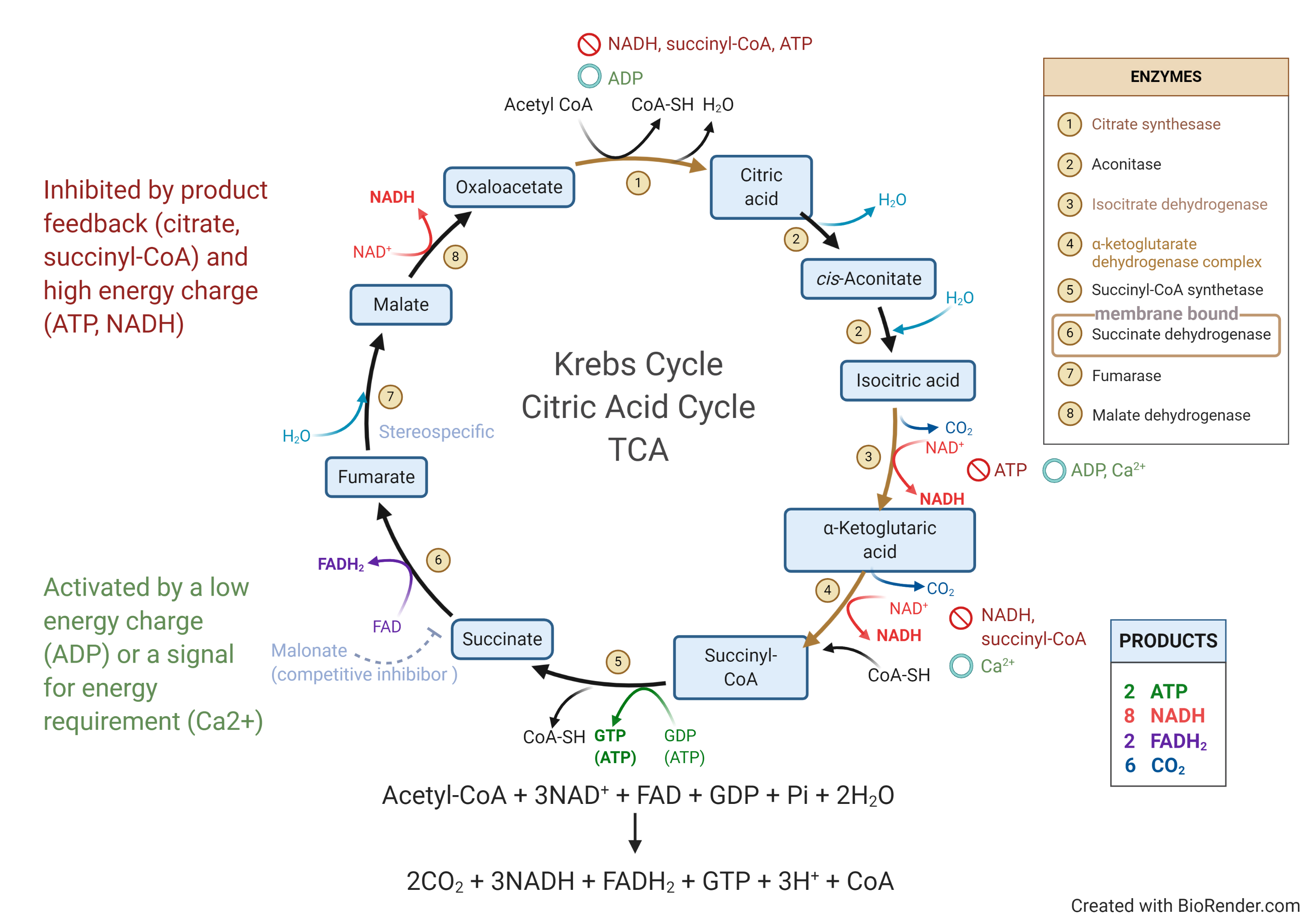 Krebs Cycle.png