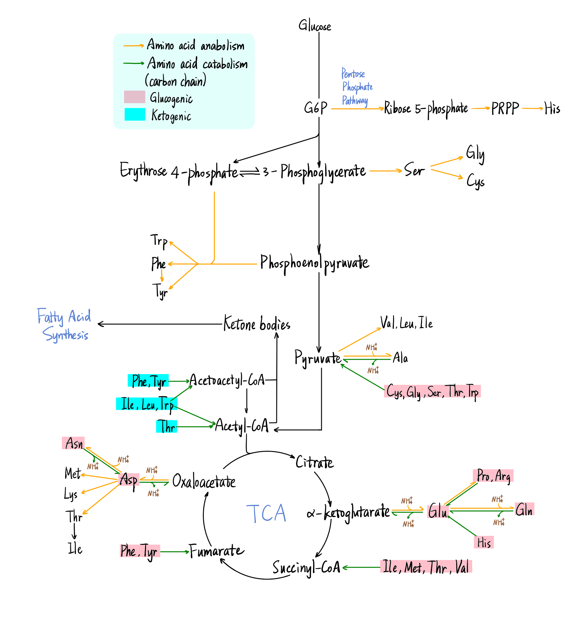 Metabolism of Amino Acid Carbon Skeletons.png