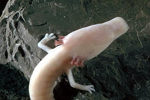 olm-head.jpg