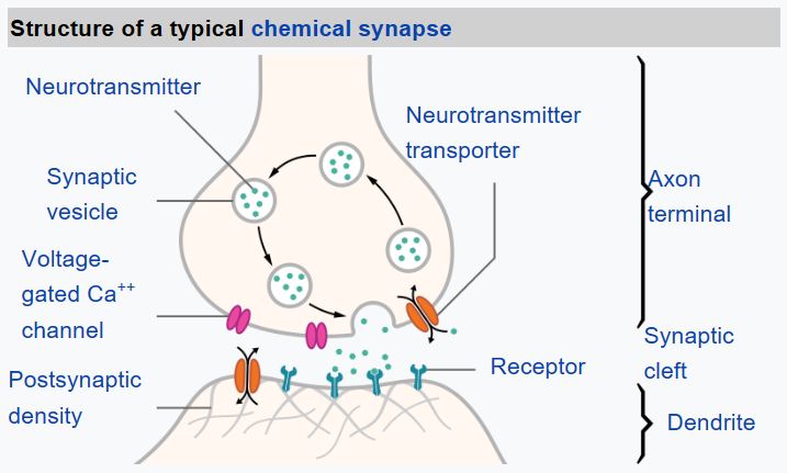 synapse-wikipedia.jpg