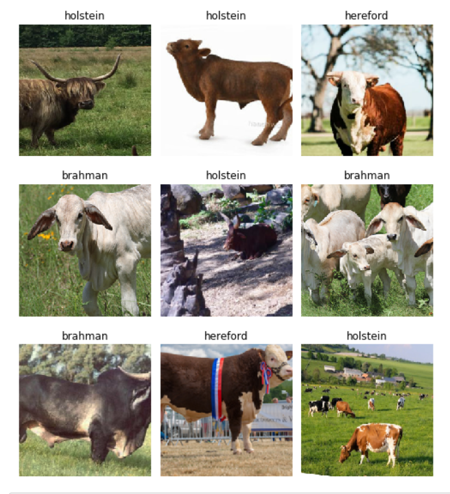 cattle.PNG