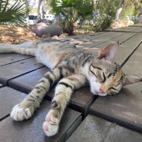 mcp-server-public-transport GitHub avatar