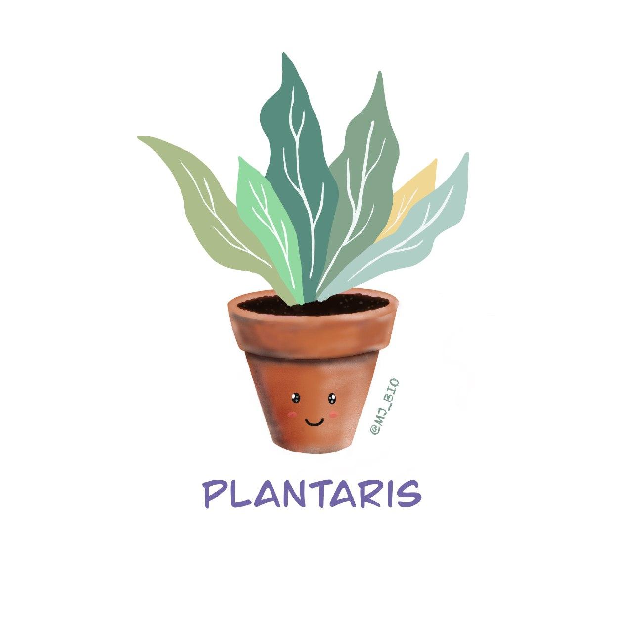 plantaris.jpg