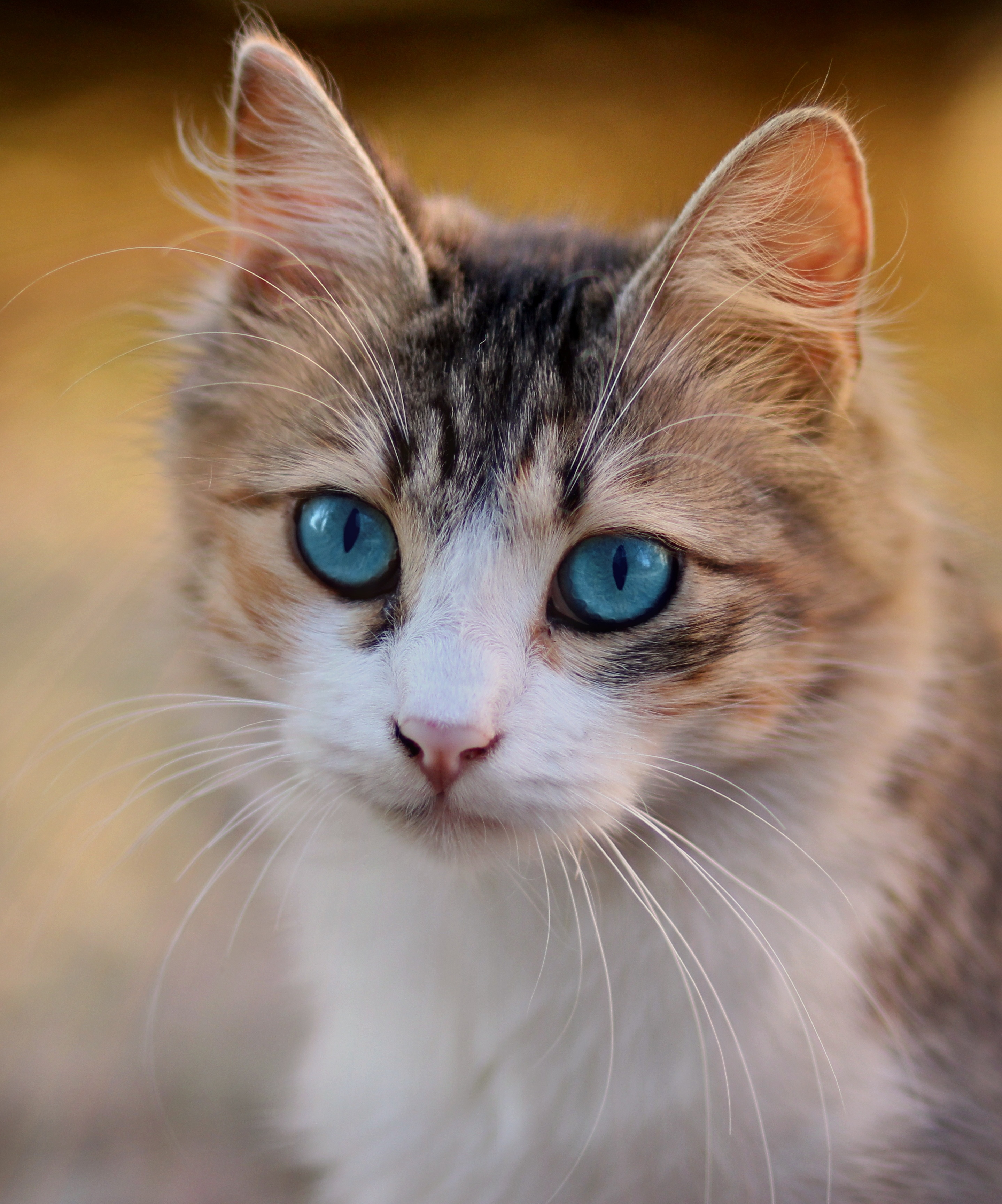 A 4k cat image