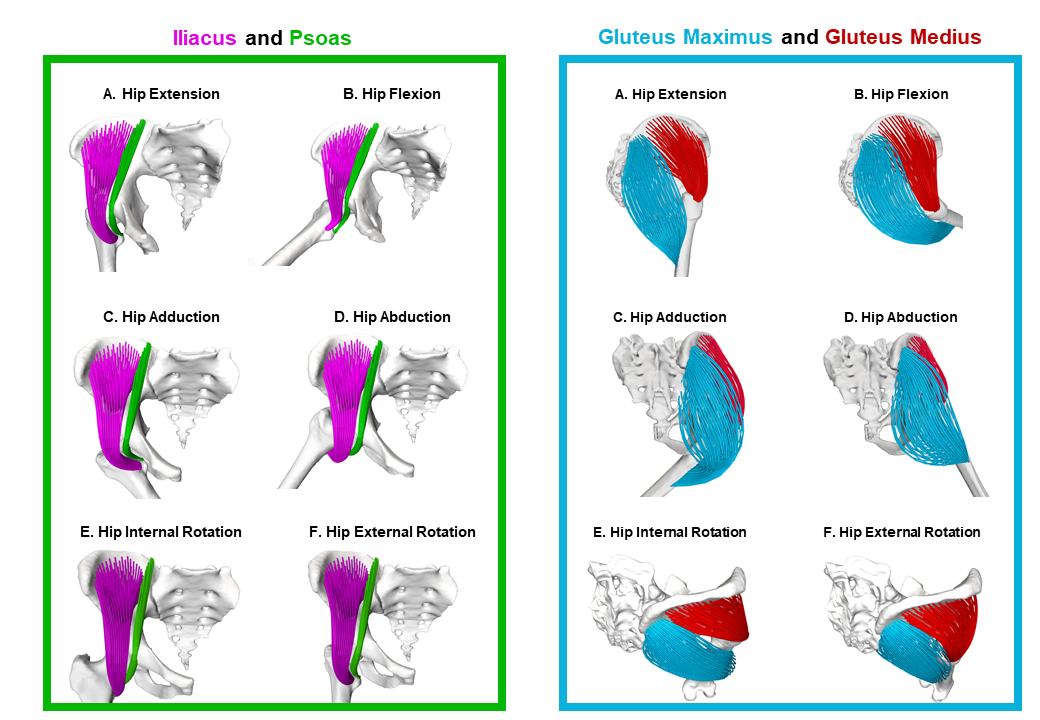 muscle_deformations.png