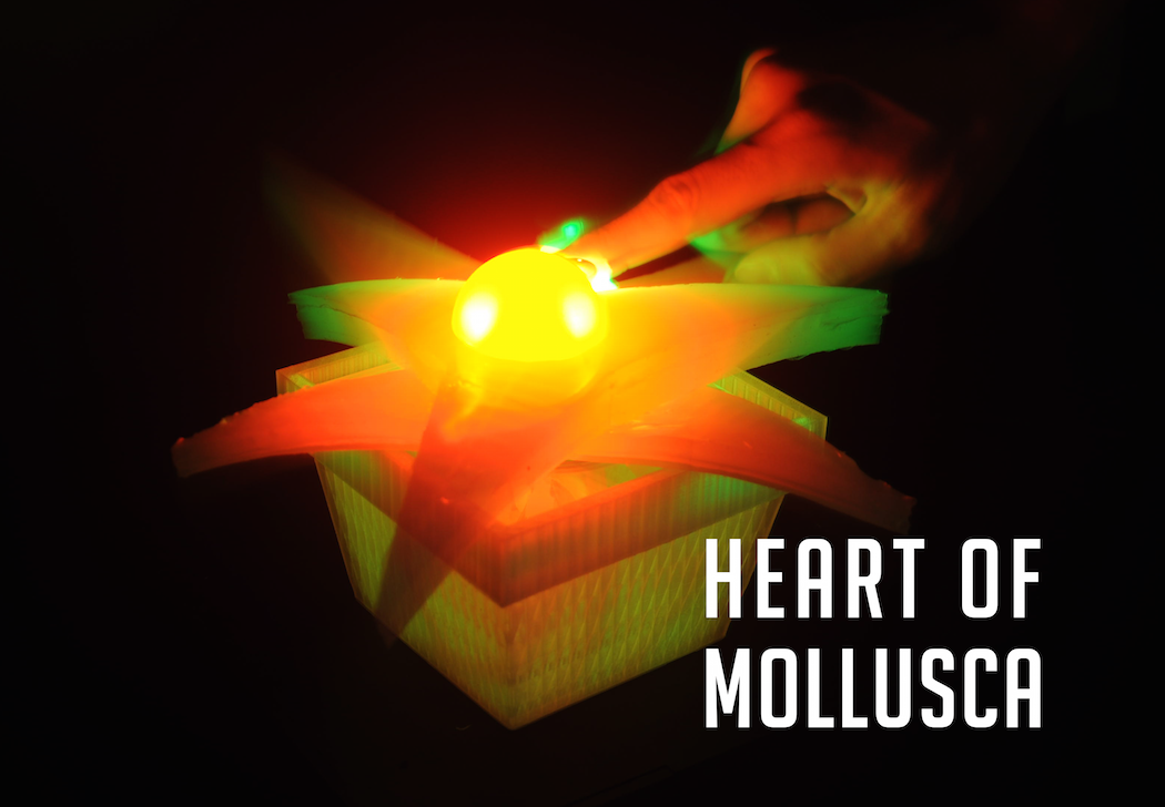 heart_of_mollusca_02.jpg