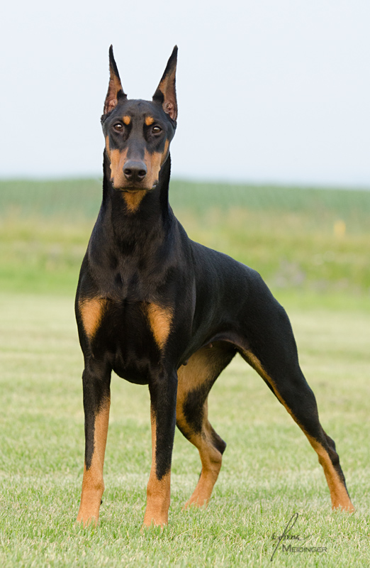 doberman_2.jpg