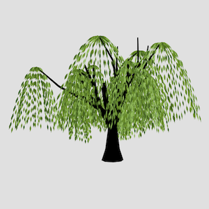 willow-tree.png