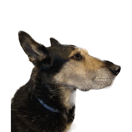 mrainer74
